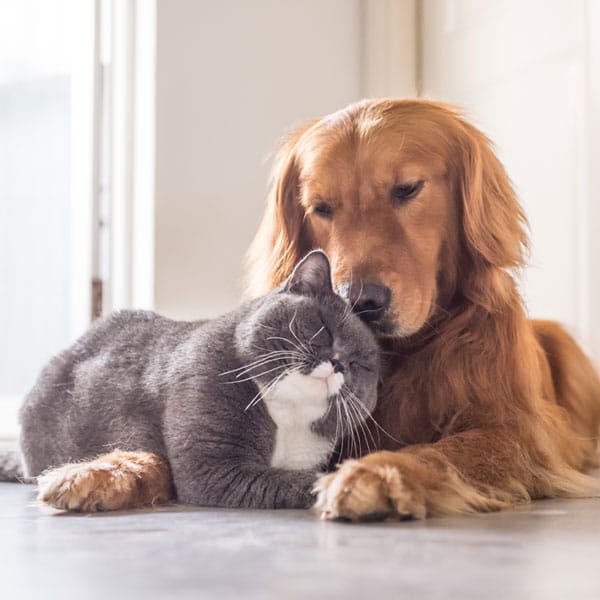 British short hair cat and golden retriever