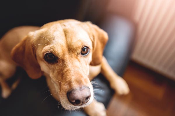 Small yellow dog sitting on black sofa
