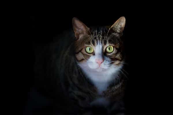 Mysterious Cat is going for the hunt