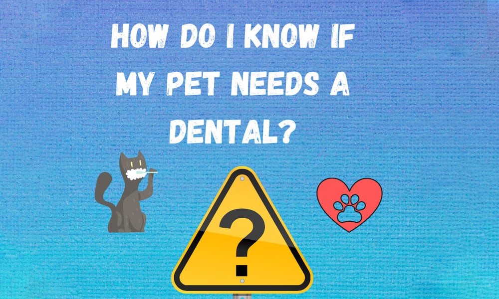 Veterinarian examining a pet's teeth to determine if dental care is needed
