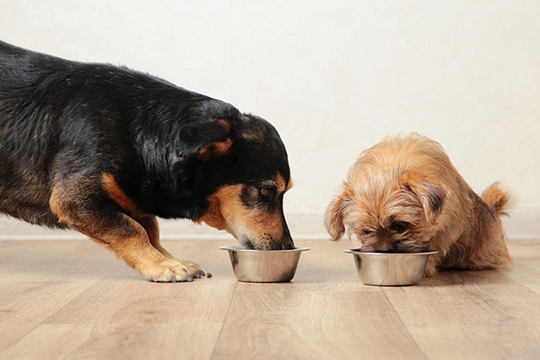Veterinary nutrition counseling for pets at Coastal Plains Animal Clinic in El Campo, TX