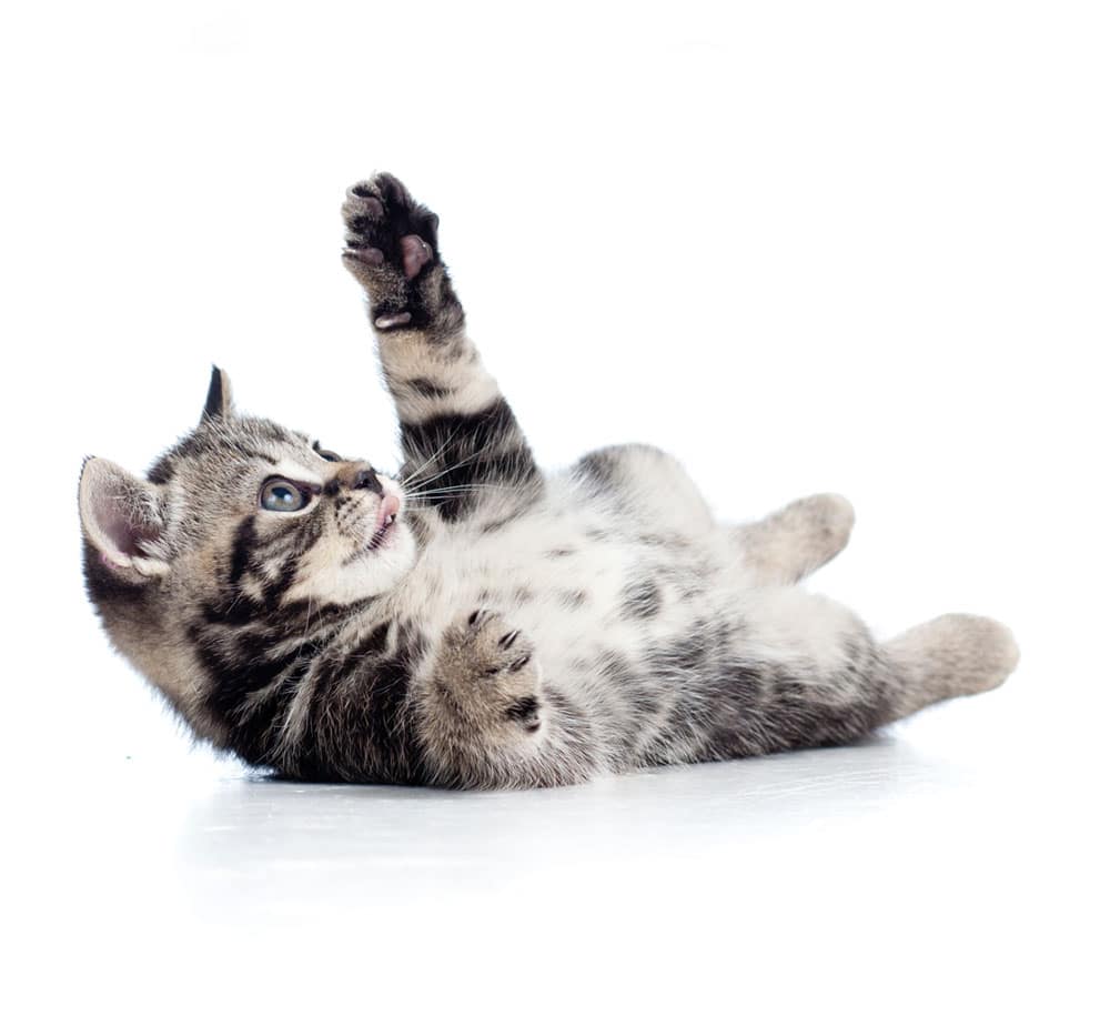 little Scottish black kitten lying on floor