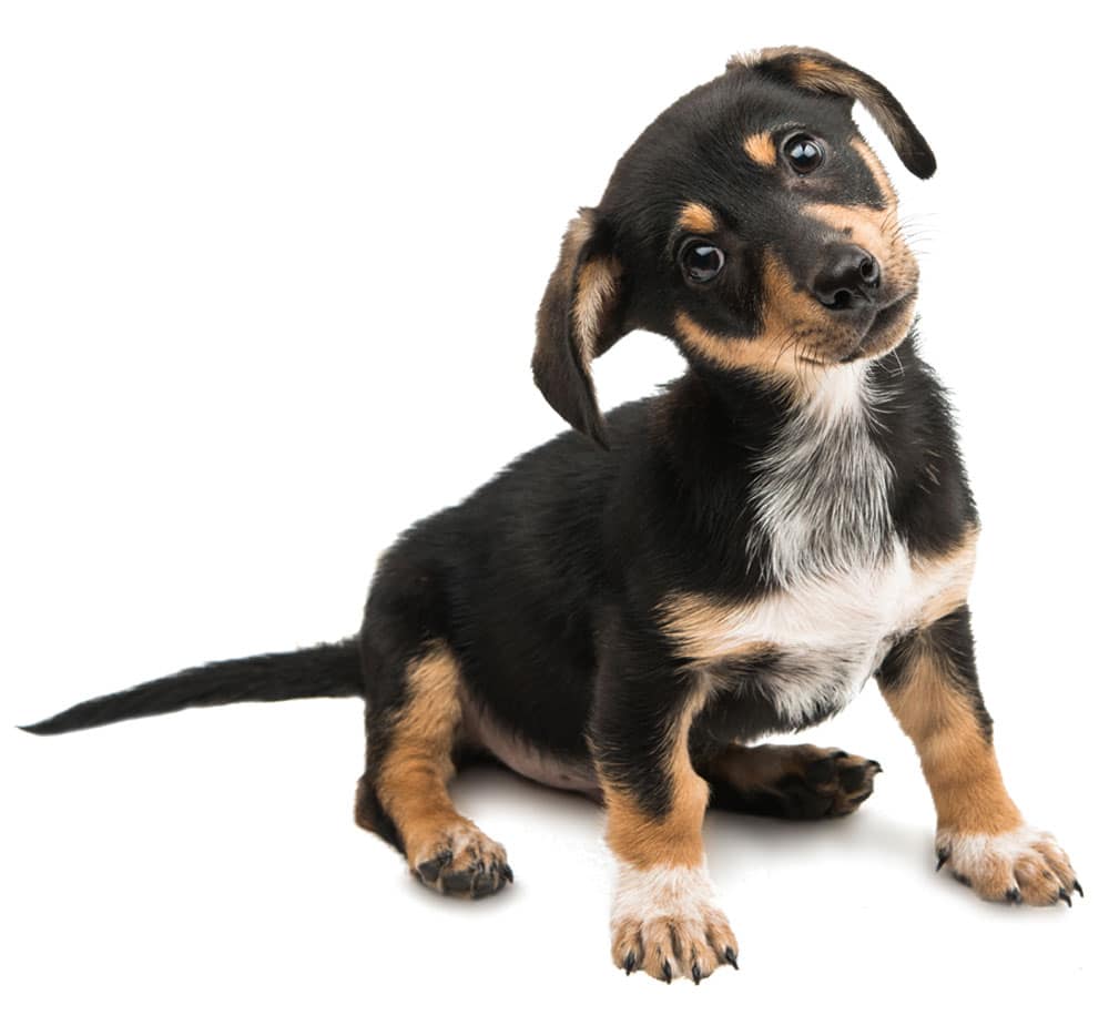 Dachshund isolated on white background