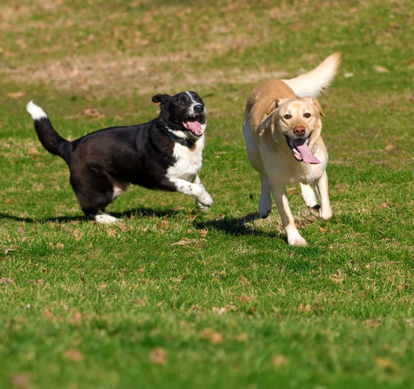 Dog enjoying outdoor park area near Coastal Plains Animal Clinic in El Campo, TX