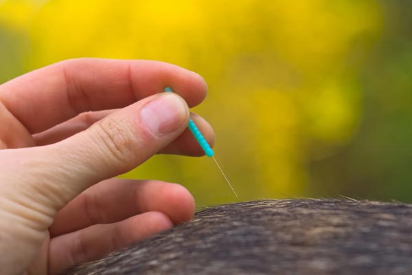 Acupuncture of a dog - outside