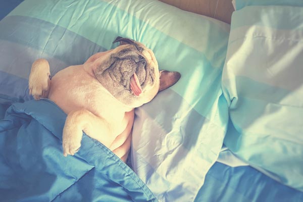 Cute pug dog sleep rest in the bed, wrap with blanket and tongue sticking out in the lazy time
