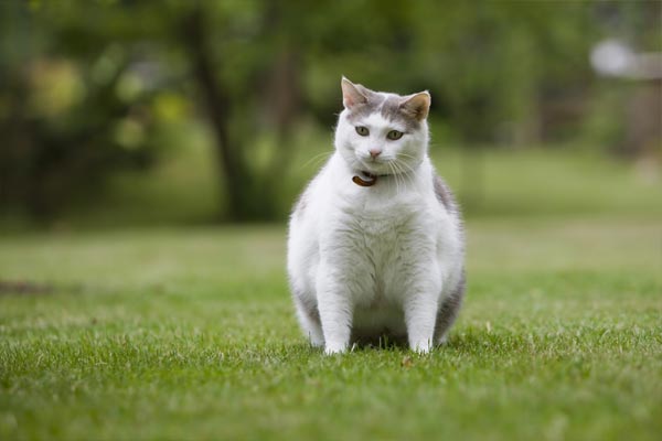 Obese cat looking toward hidden snacks in lawn