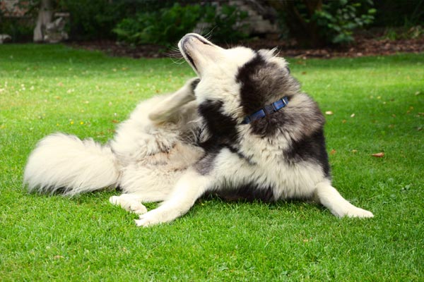 Siberian Husky scratching himself with hind paw