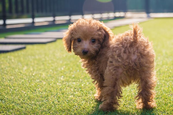 a little baby poodle