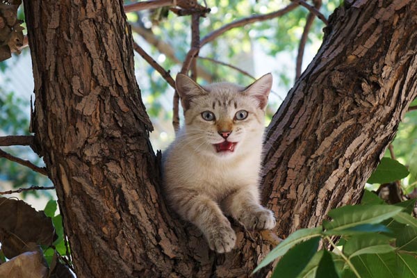 Cat on a tree!