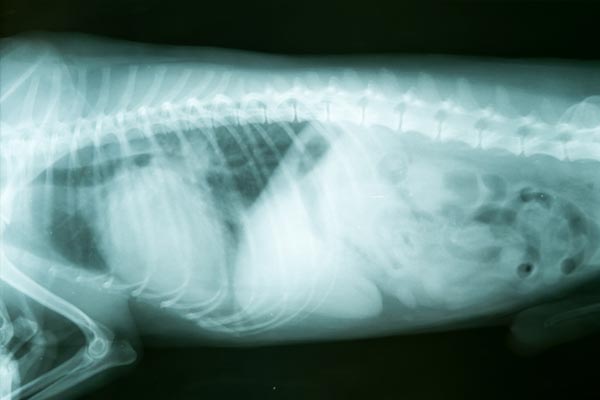 Xray of dog