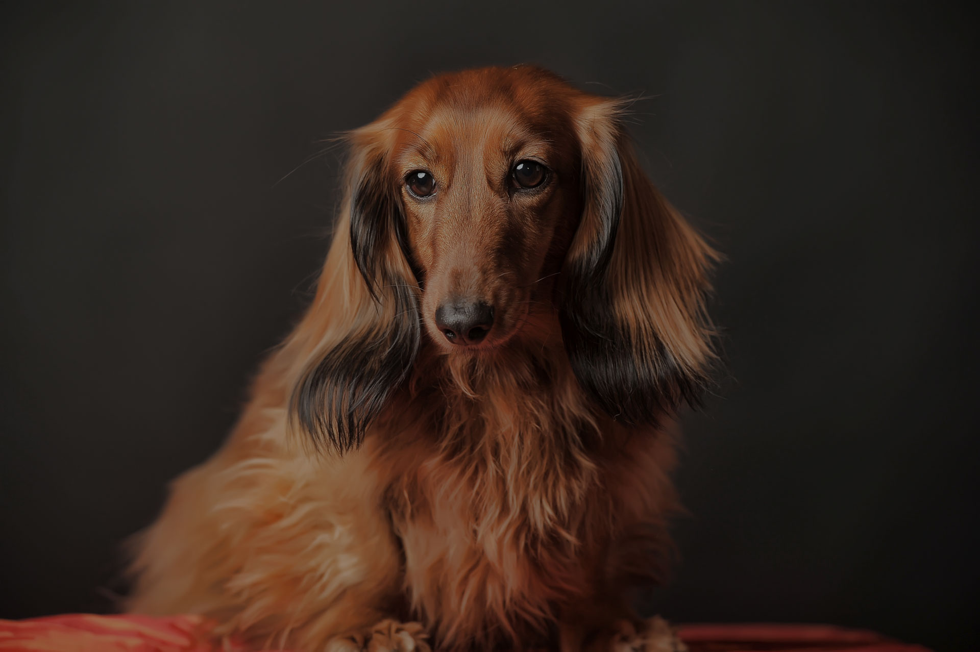 Long-haired dachshund in studio.