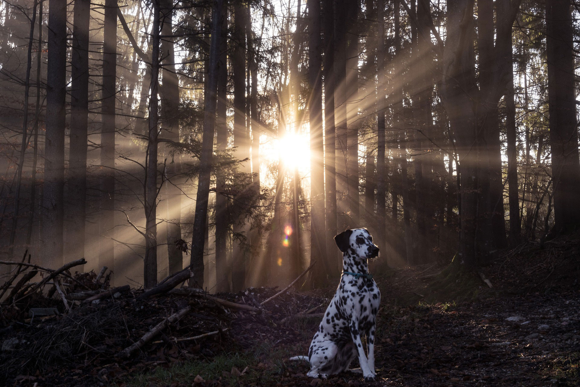 sunrise-dalmatians-dog-forest-tree